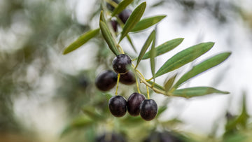 Hakiki Zeytinyağı Donar mı? Nasıl Anlaşılır?