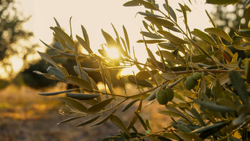 Zeytinyağı Saklama Koşulları Nelerdir?